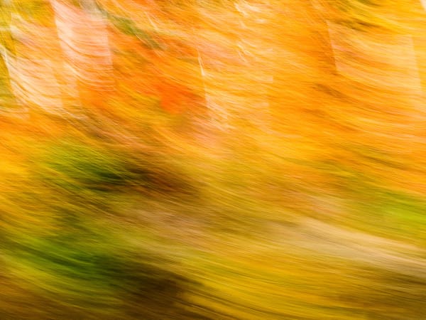 Steve Kean, Metamorphia #2, ed. of 7, 2024