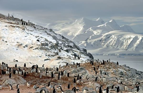 Arnold Zageris, Gentoo Penguins and Arctowski Peninsula, 2014