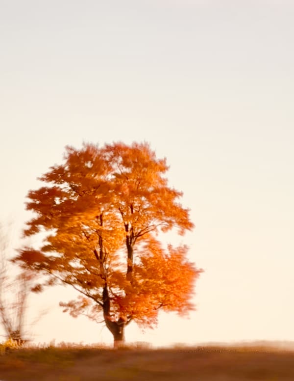 Steve Kean, Twins, ed. of 25, 2024