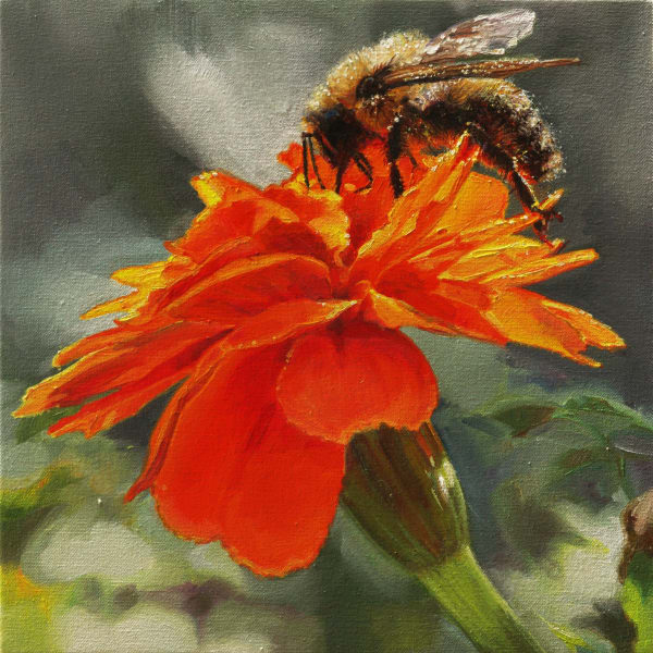 Jennifer Walton, Little Bumblebee on a Marigold, 2024