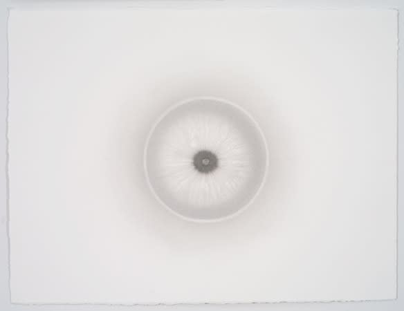 Abby Leigh, Sumi Ink 6, 2011