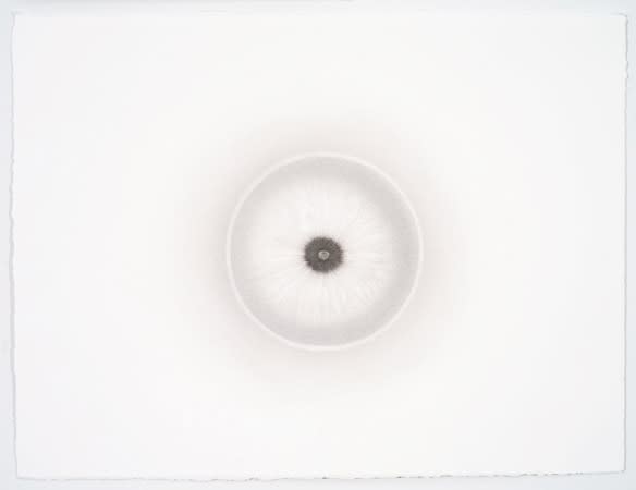 Abby Leigh, Sumi Ink on Paper