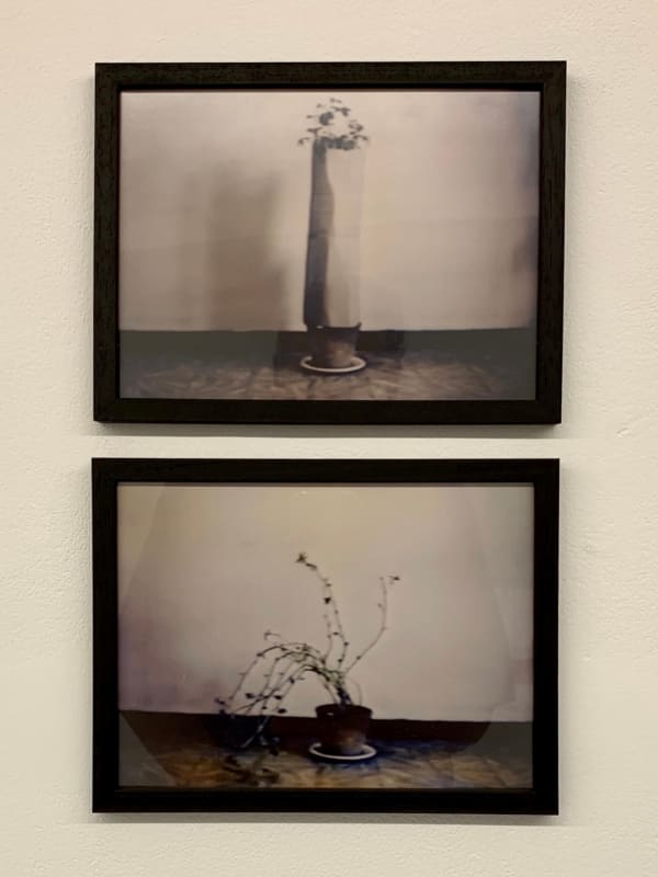 Antonio Ortega, Registre (d’etiolació), 1996
