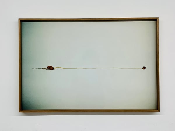 Antonio Ortega, Registre de llum de treball, 1998