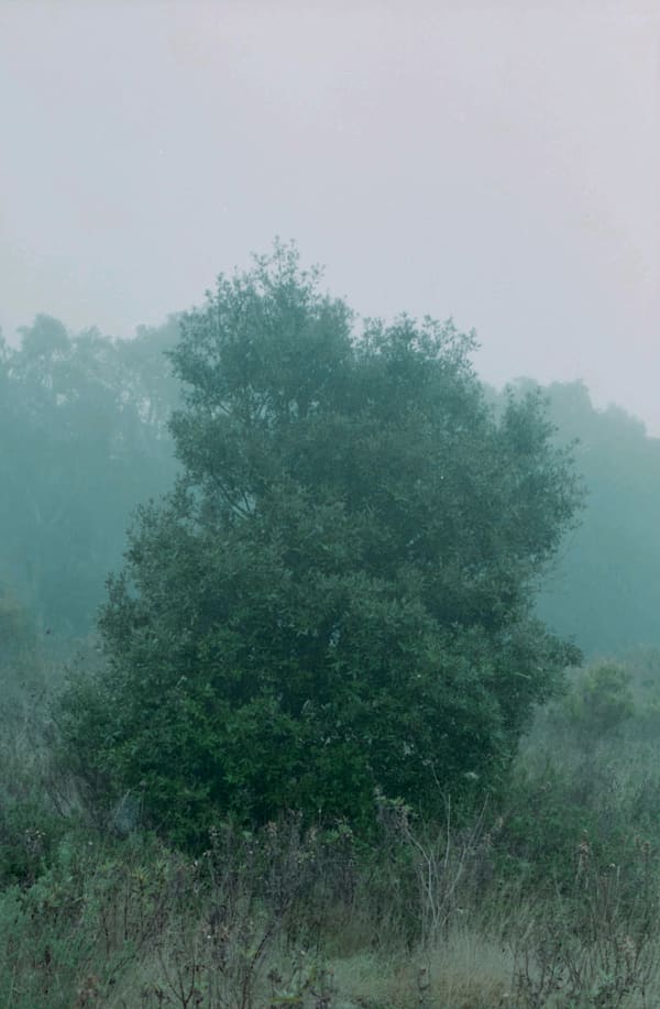 Antonio Ortega, Register (forced adaptation), 1997