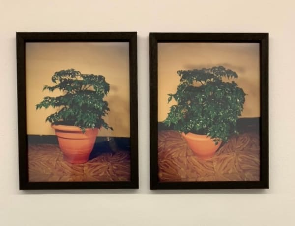Antonio Ortega, Registre (de color), 1995