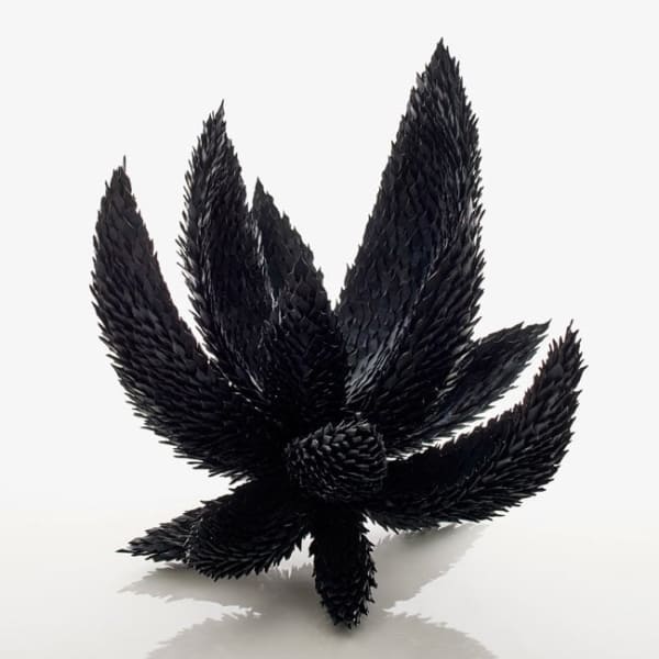 Junko Mori, Propagation Project; Beech Nut, 2017