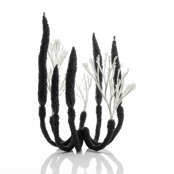 Junko Mori, Botany Series; Elder, 2017