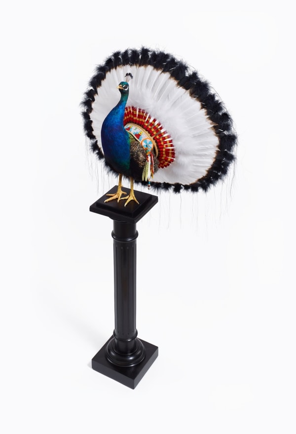 Nancy FOUTS, Indian Peacock, 2017