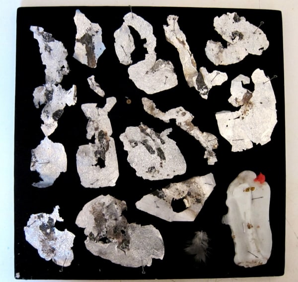 Stephen J. SHANABROOK, Moth collection, 2011