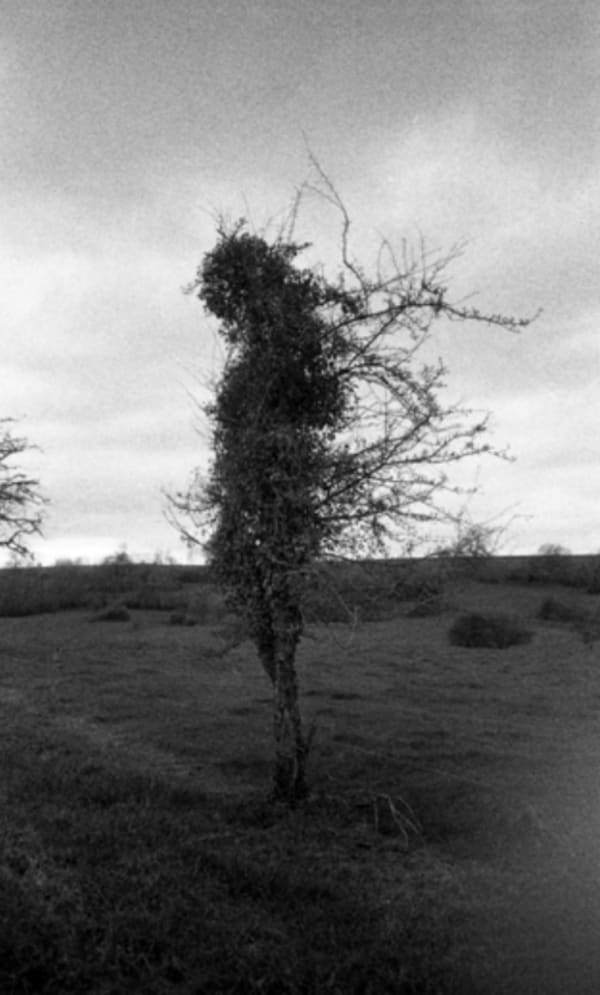 Lara GASPAROTTO, arbre qui danse