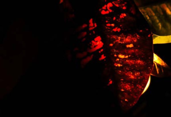 Ruqaya Al Hashmi, Path 1, 2021