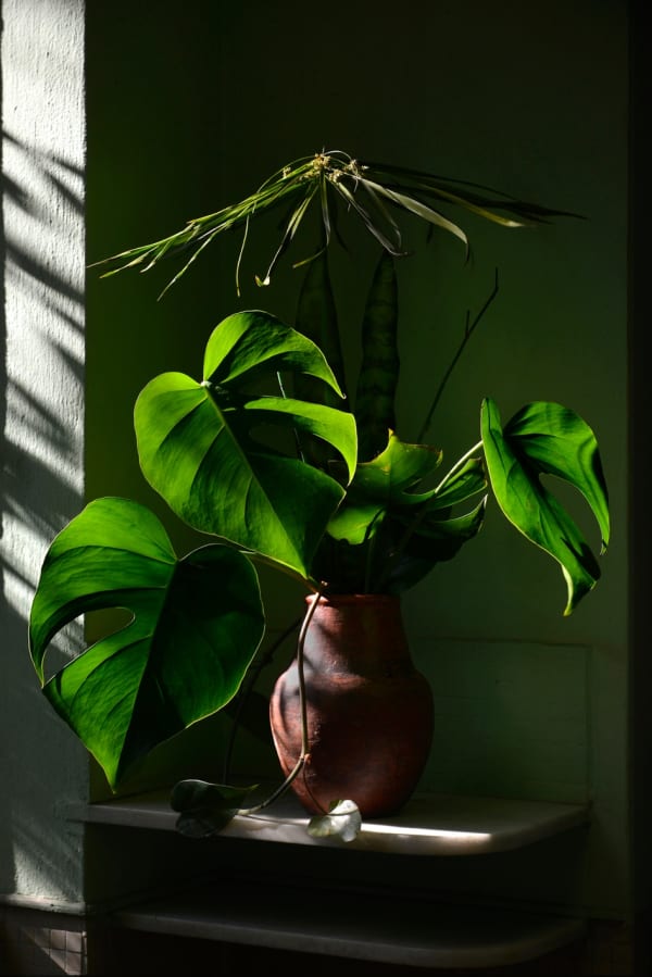 Rochelle Costi, Philodendron - Série: Florada, 2021