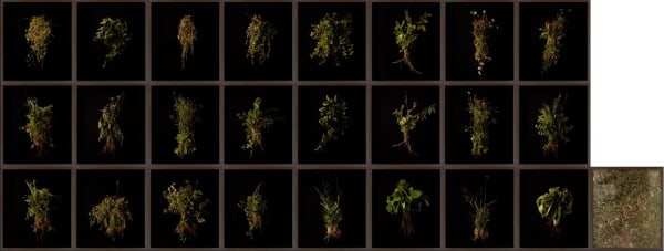 Pedro Motta, Erva Daninha, 2019