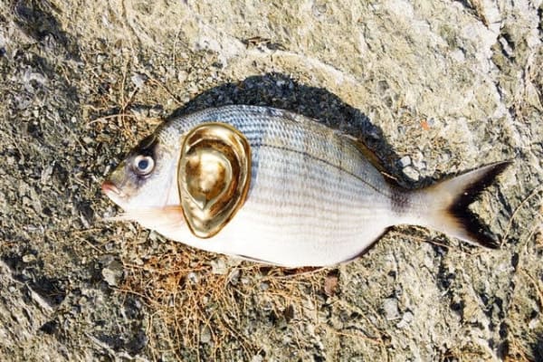Juergen Teller, Hydra Fish with Ear, 2013
