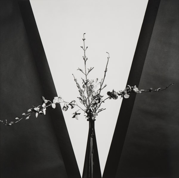 Robert Mapplethorpe, Flower, 1981