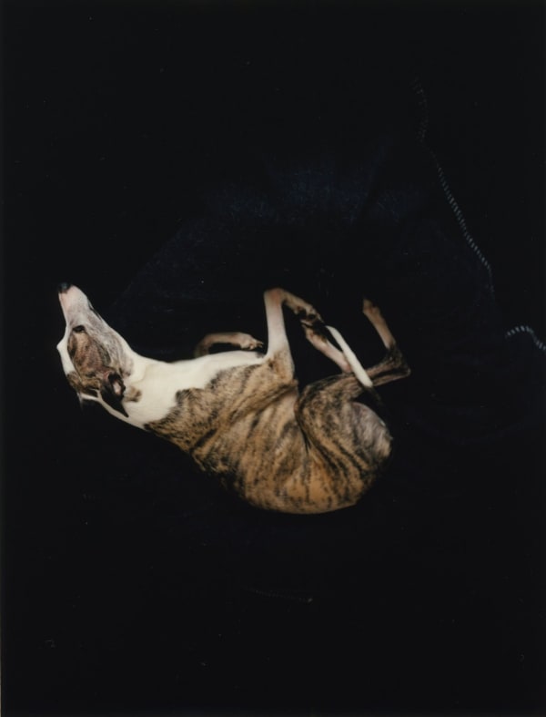 Saul Fletcher, Untitled #251 (woody), 2012