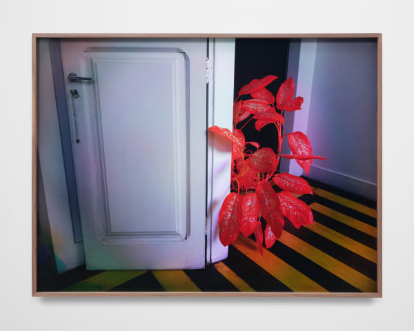 Richard Mosse Plant in the home of Elaine Arruda, artist, Belem, Pará, 2023 C-print 48 x 64 in 121.9 x 162.6 cm Framed: 49 1/8 x 65 1/8 x 2 1/4 in 124.8 x 165.4 x 5.7 cm Edition of 5 plus 2 artist's proofs (#1/5)