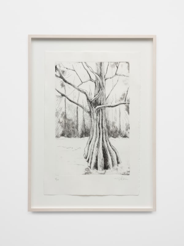 Didier William Cypress 3, 2024 Copper Etching, with spit bite on Rives BFK Paper 22 1/2 x 15 in 57.1 x 38.1 cm Framed: 27 5/8 x 20 1/8 in 70.2 x 51.1 cm Edition of 10 plus 2 artist's proofs (Edition record)