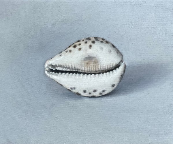David Stubbs, Cowrie shell on grey II