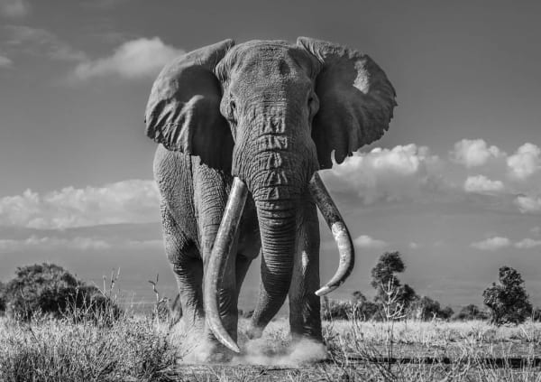 David Yarrow, Tim