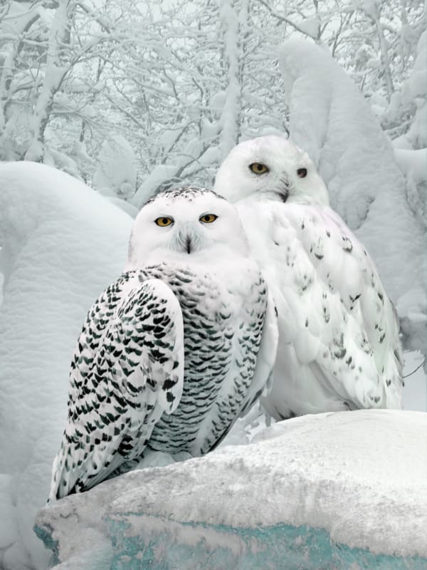 Antal Goldfinger, Arctic Love