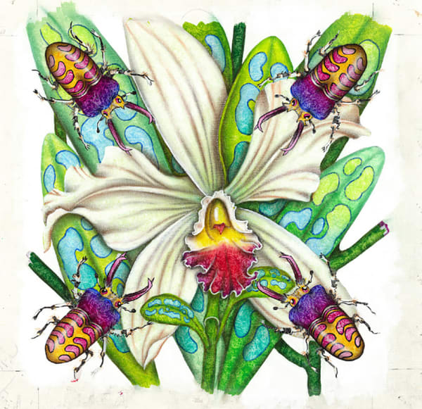 Lirio de Mayo Eggshell Series