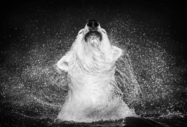 David Yarrow, Diamonds in the Sky