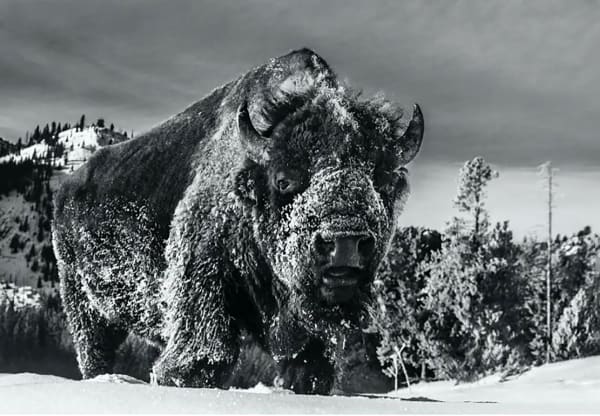 David Yarrow, Beast of Yellowstone