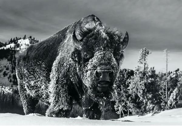 David Yarrow, Beast of Yellowstone