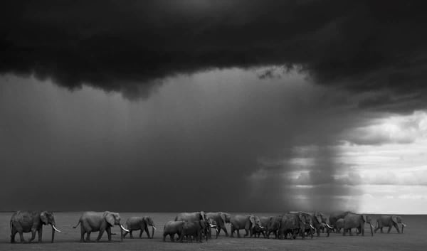 David Yarrow, The Gathering Storm