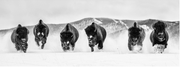 David Yarrow, The Bills #3