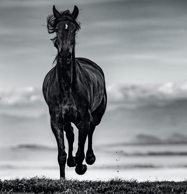 David Yarrow, Black Beauty