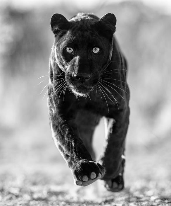 David Yarrow, Sex Panther