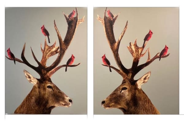 Anke Schofield, On a Limb