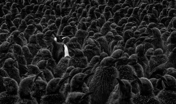 David Yarrow, Daddy's Home