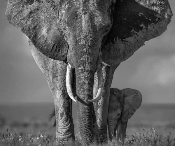 David Yarrow, The Walk of Life