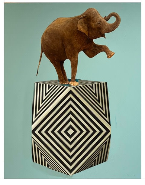 Anke Schofield, Zigzag