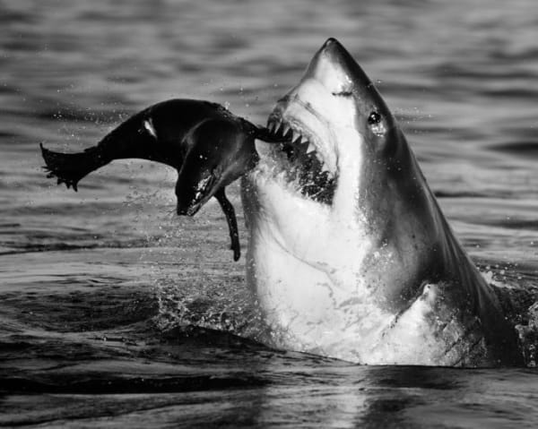 David Yarrow, Jaws