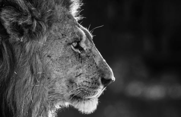 David Yarrow, Savute