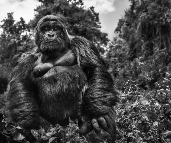 David Yarrow, Judge and Jury