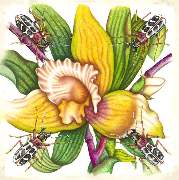 Monja Blanca Eggshell Series