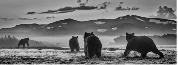 David Yarrow, Bear Market