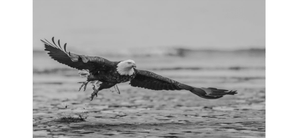 David Yarrow, Taking Flight
