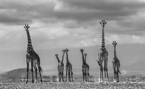 David Yarrow, Giraffe City