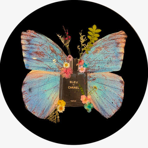 Anke Schofield, Bleu Dreams