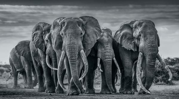 David Yarrow, The Pack