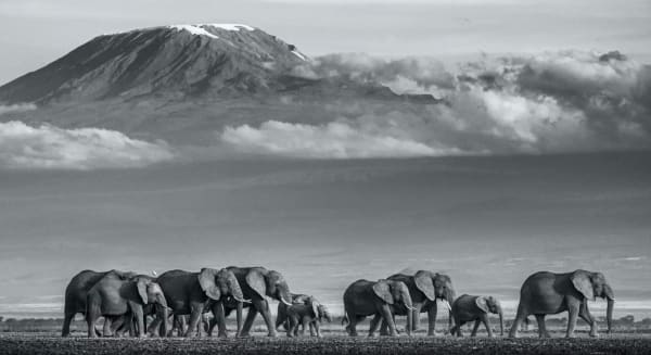 David Yarrow, Walk the Line II