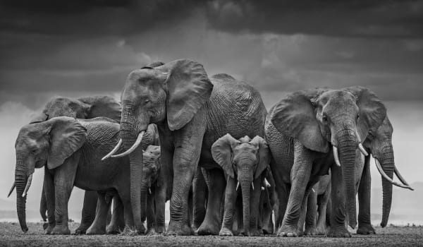 David Yarrow, The Circle of Life