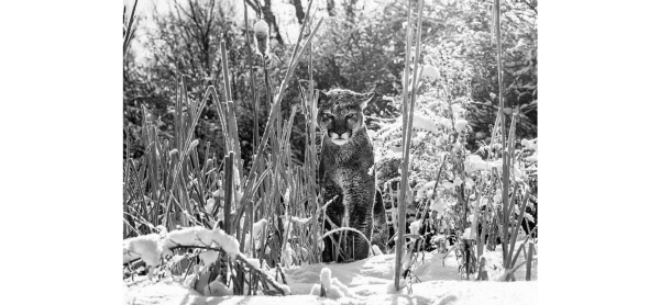 David Yarrow, Silent Witness